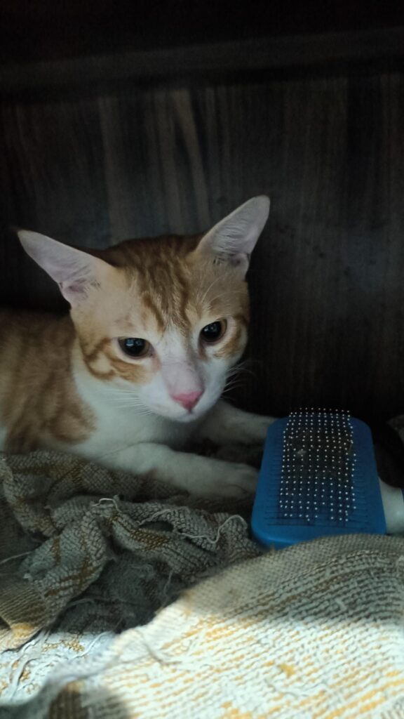 We need your help with the adoption of our cat...free of cost , call at 99110... - kitten in Delhi NCR (listing 93505)