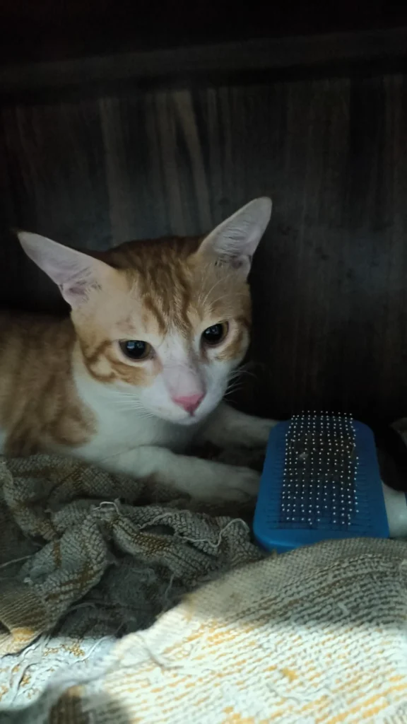 We need your help with the adoption of our cat...free of cost , call at 99110... - kitten in Delhi NCR (listing 93505)