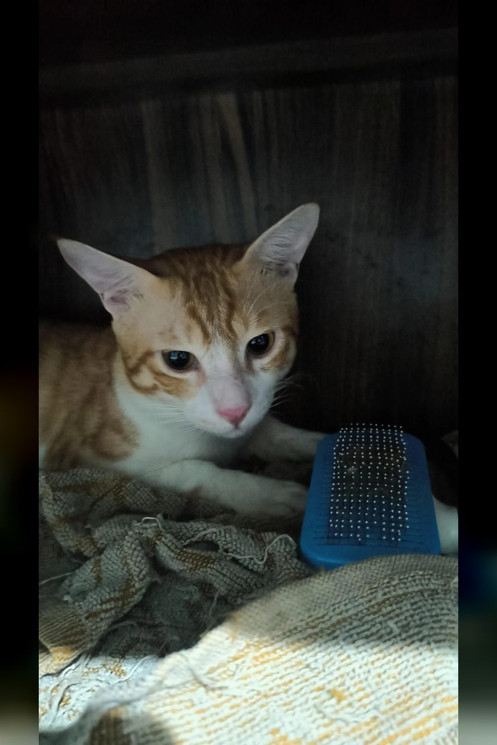 1-year-old male cat for adoption — Delhi NCR