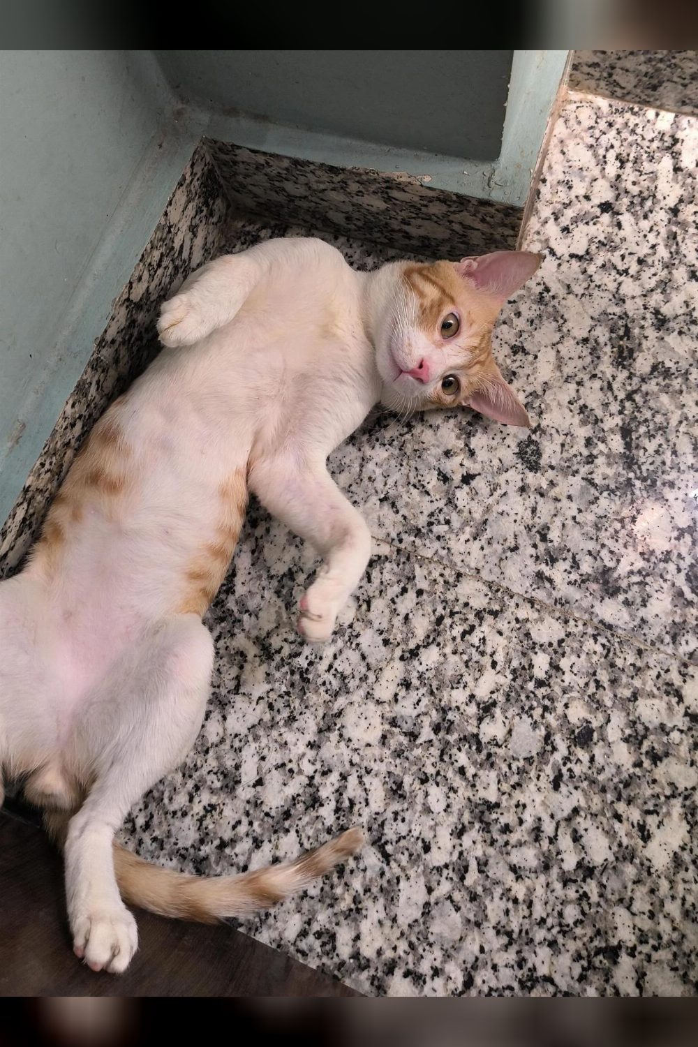 Adopt Philip, a talkative, affectionate cat — Delhi NCR