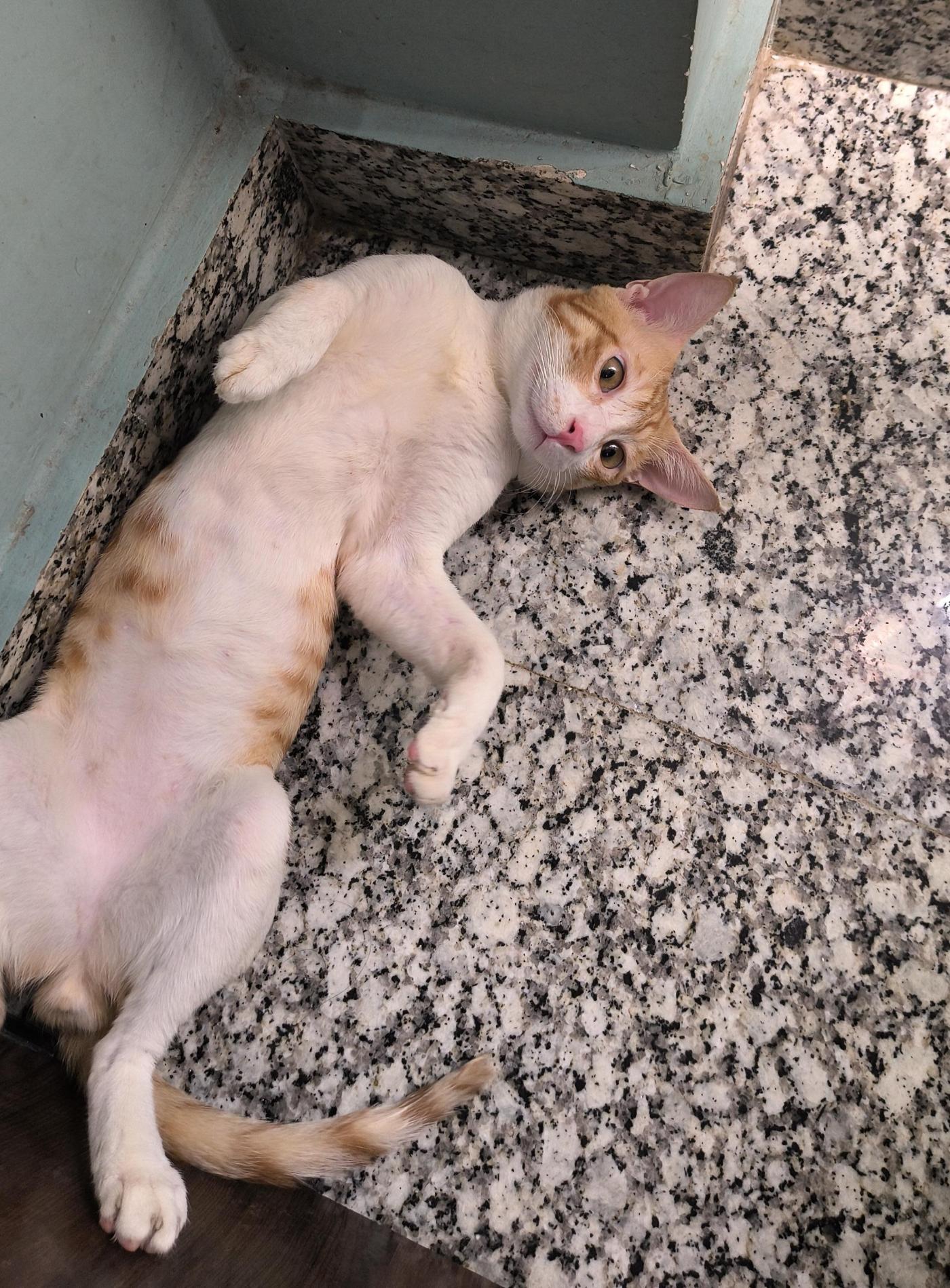 We need your help with the adoption of our cat…free of cost , call at 99110… — Delhi NCR