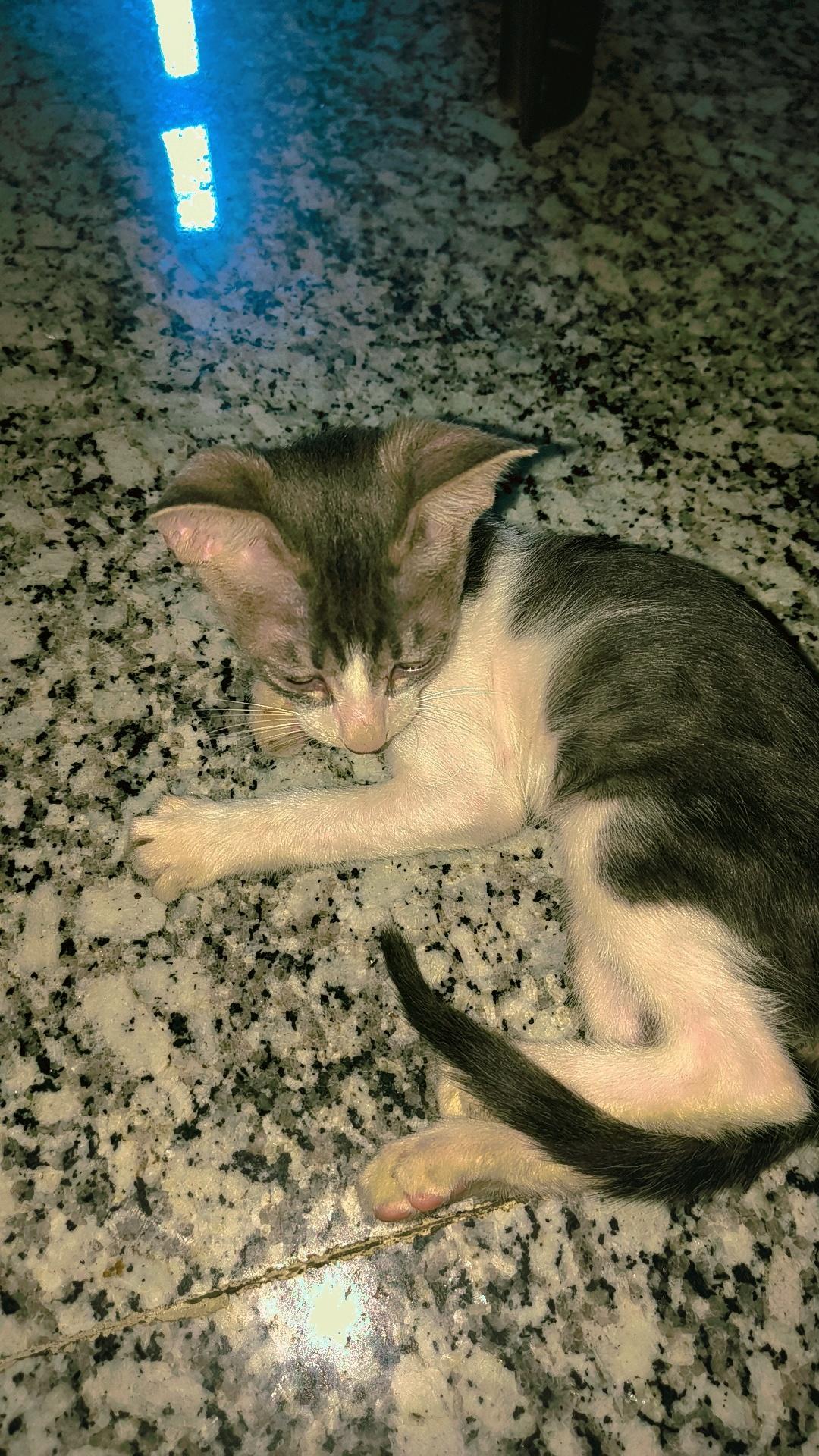 We need your help with the adoption of our male cat and need someone who will… — Delhi NCR