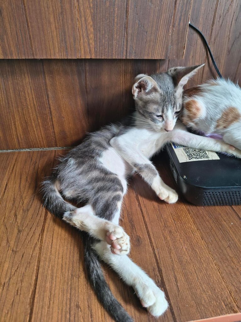 We need your help with the adoption of our male cat who is 2 months old kitte... - kitten in Delhi NCR