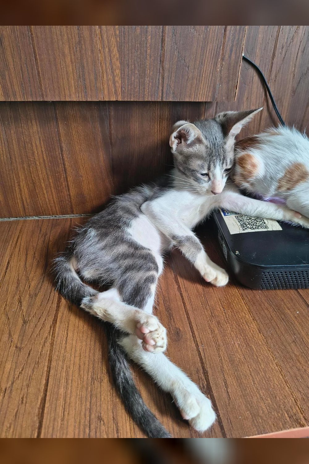 Two-month-old male kitten needs a home — Delhi NCR