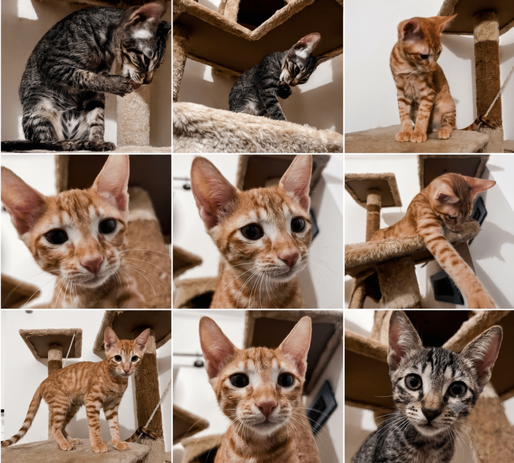 Well Trained 4 month male kitten [Bangalore] - kitten for adoption in Bengaluru