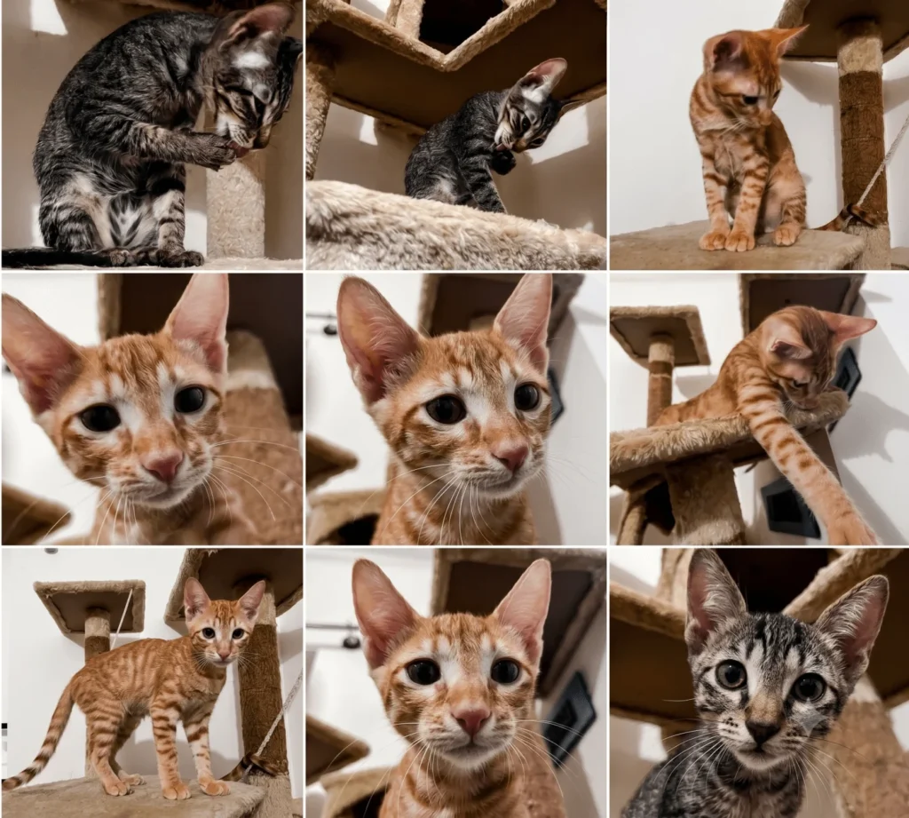 Well Trained 4 month male kitten - cat in Bengaluru