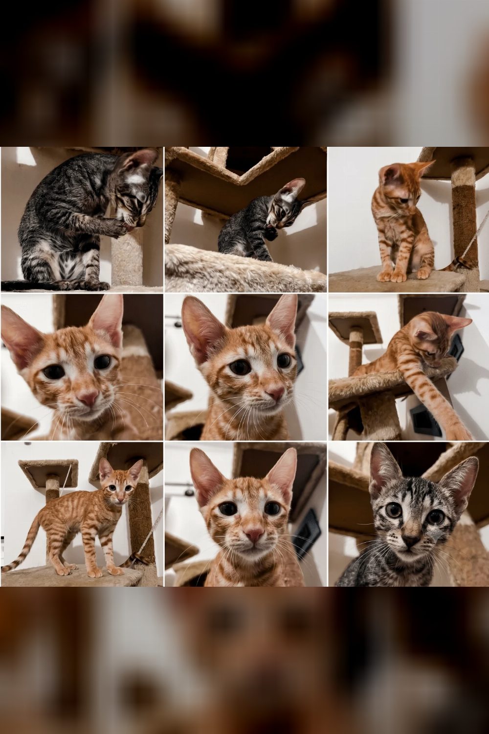 Well Trained 4 month male kitten — Bengaluru