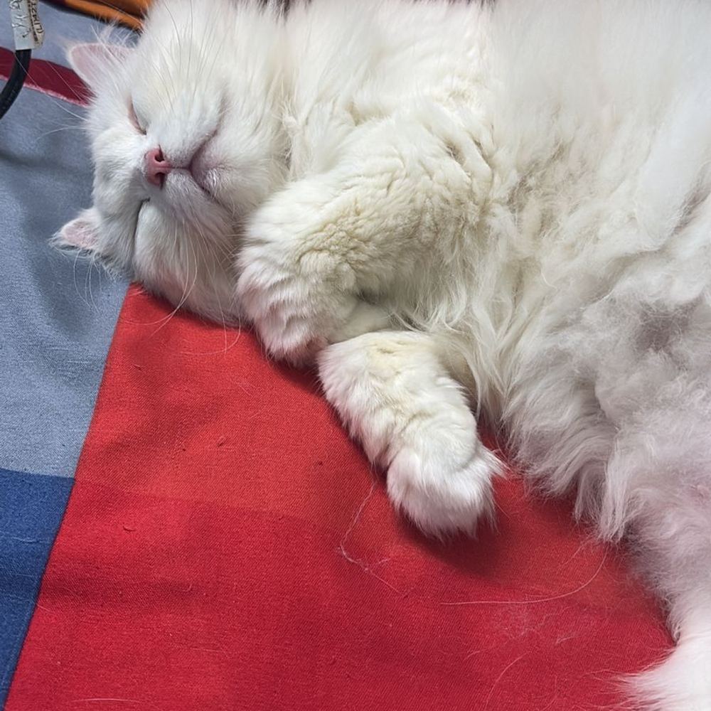 White Persian cat β Cat