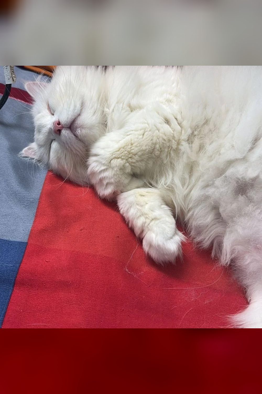 White Persian cat for adoption — Delhi NCR