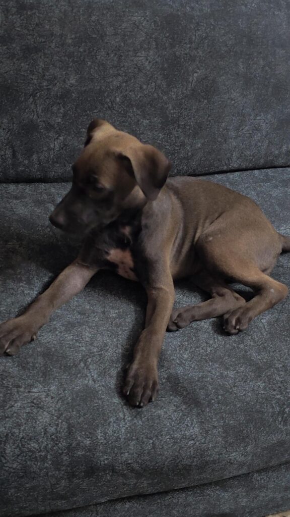 Millie, a 3-month-old Indie puppy up for adoption in Delhi NCR