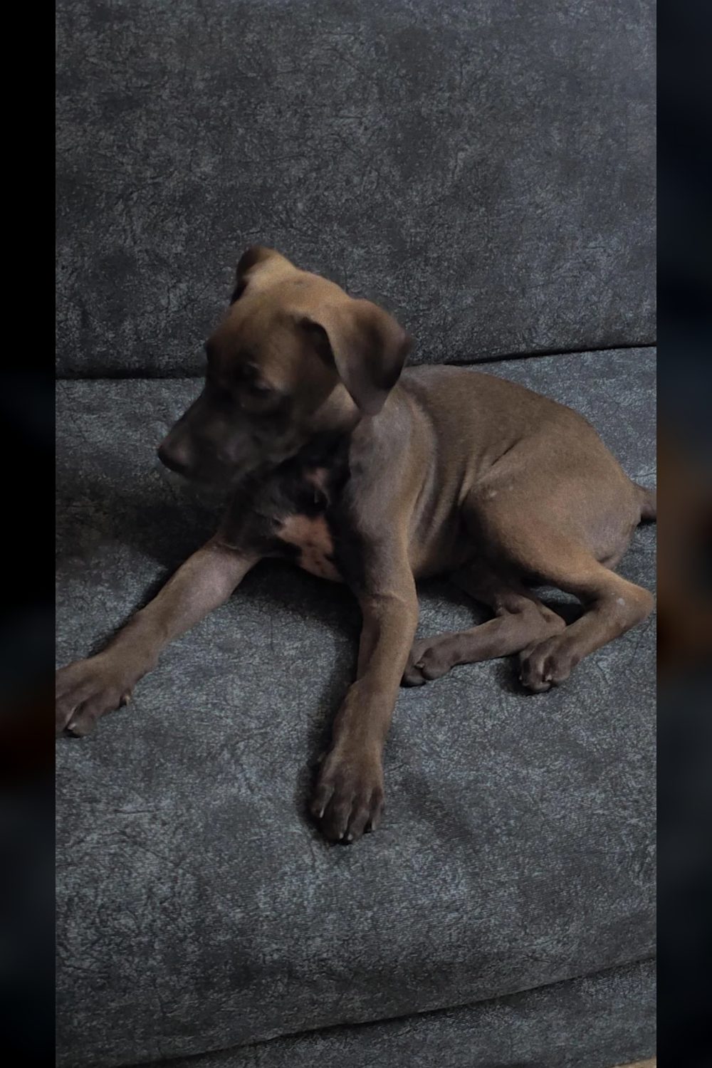 Adopt Millie, a playful 3-month-old Indie puppy — Delhi NCR