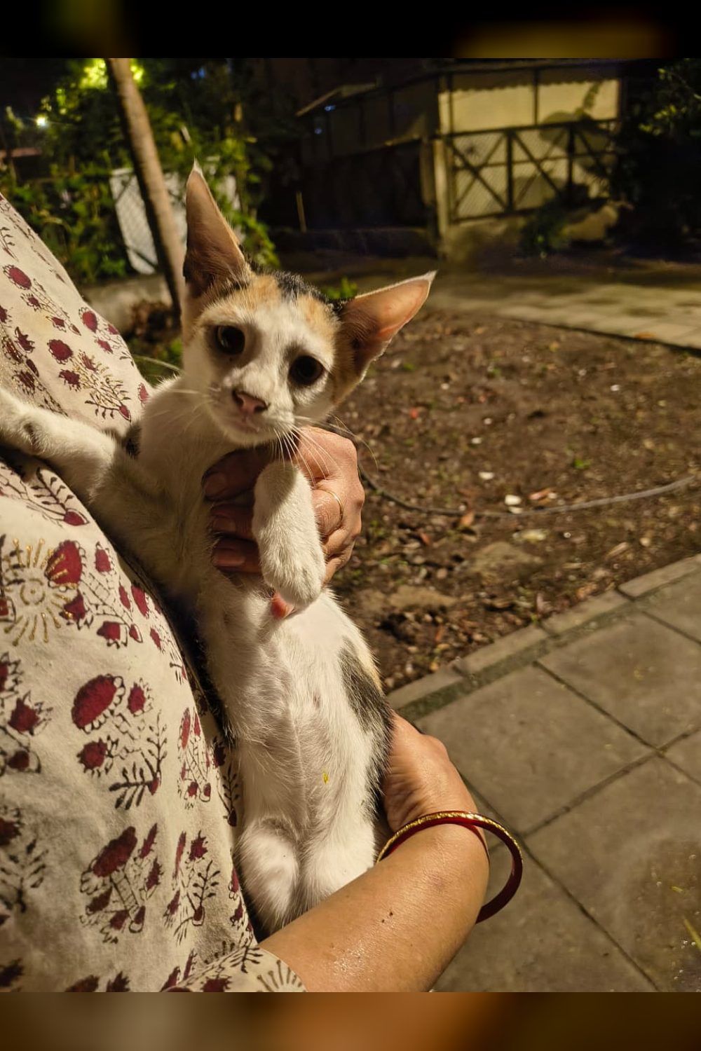 Two kittens for adoption — Delhi NCR