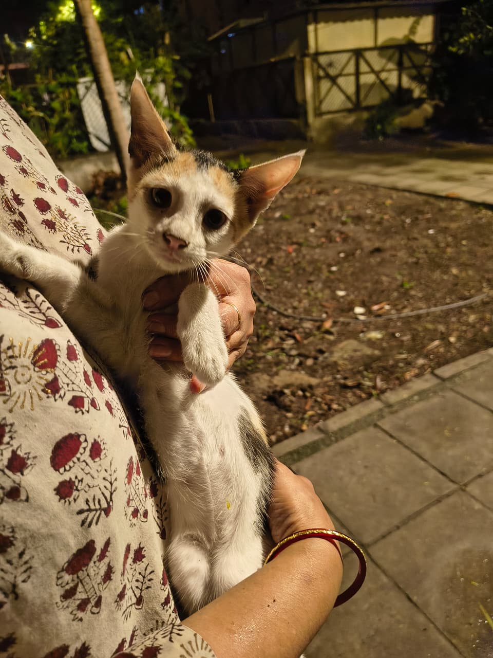Two kittens for adoption — Delhi NCR