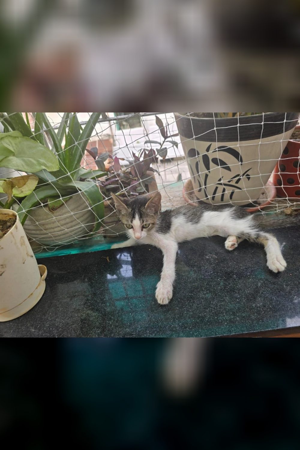 Leo needs a home — Delhi NCR