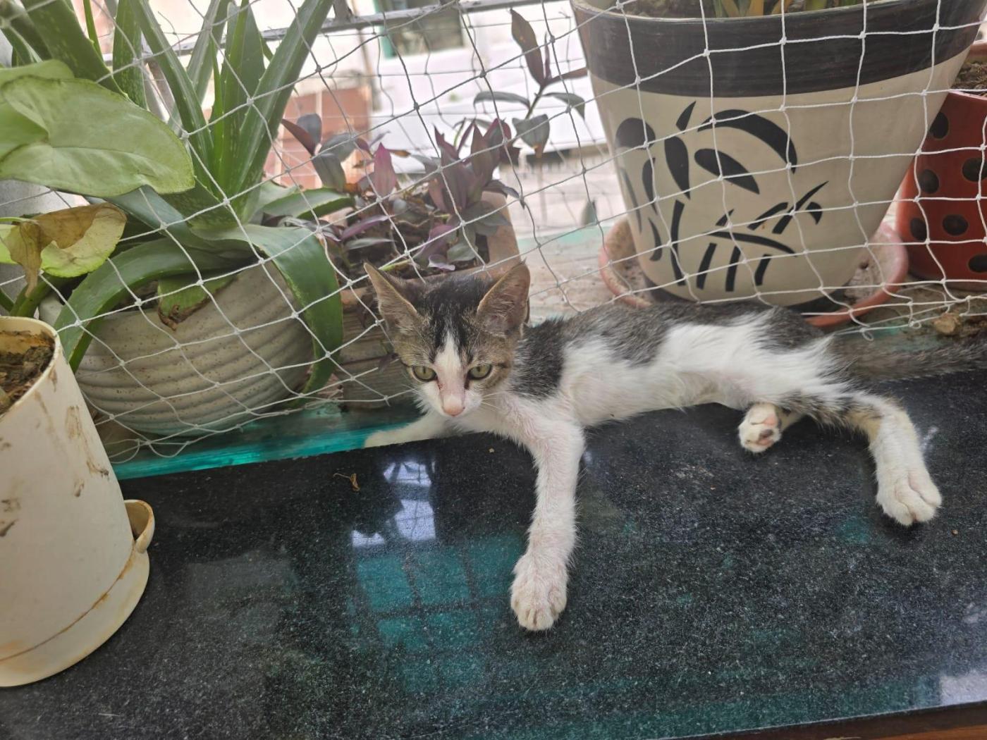 Leo needs a home — Delhi NCR