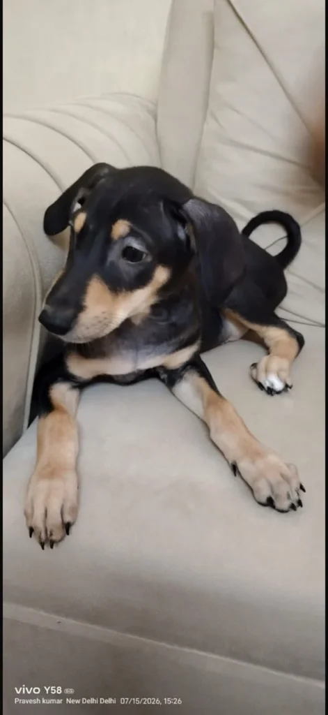 Doberman - puppy for adoption in Delhi NCR