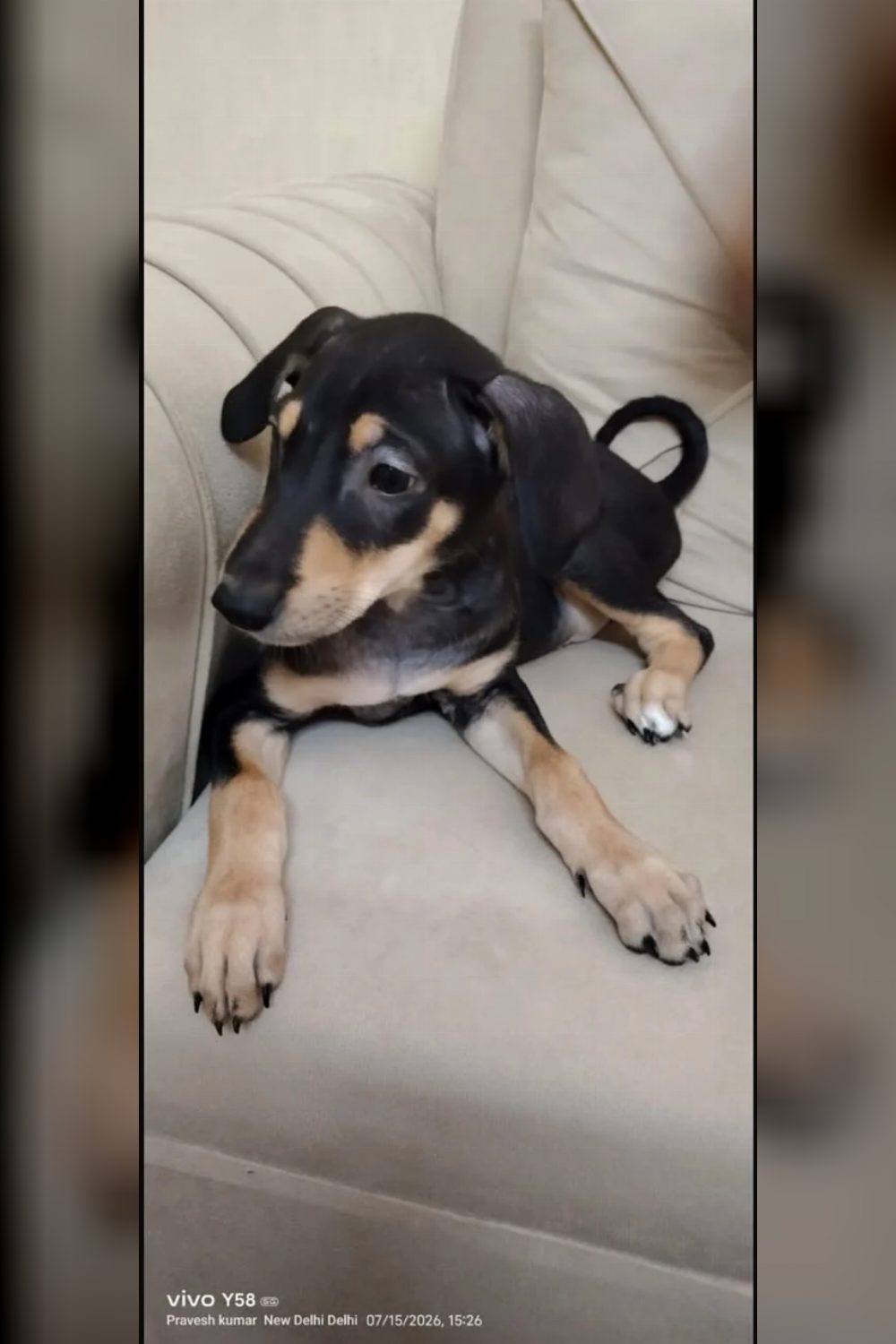 Doberman — indie mix puppies for adoption — Delhi NCR