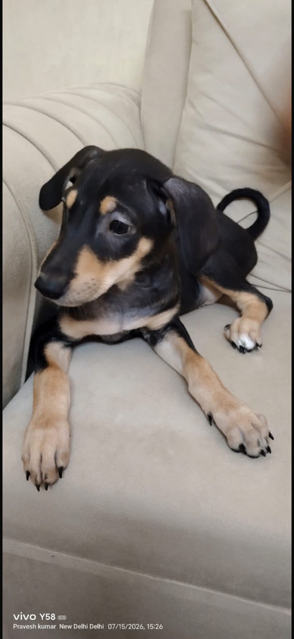Doberman — indie mix puppies for adoption — Delhi NCR