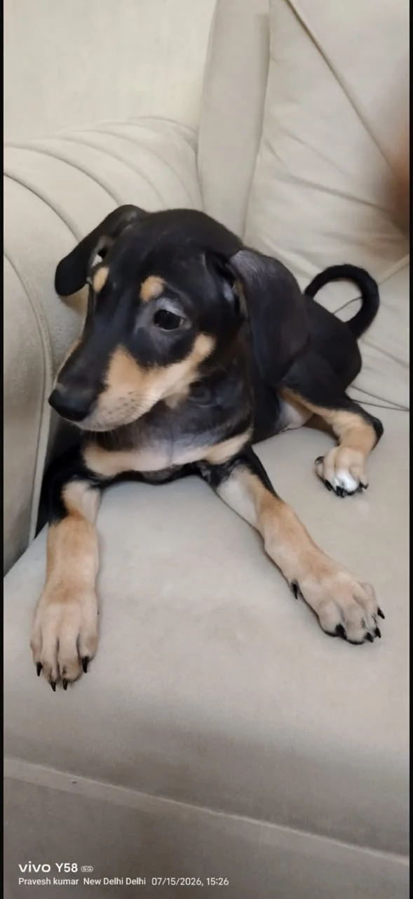 Doberman, indie mix puppies for adoption in Delhi NCR