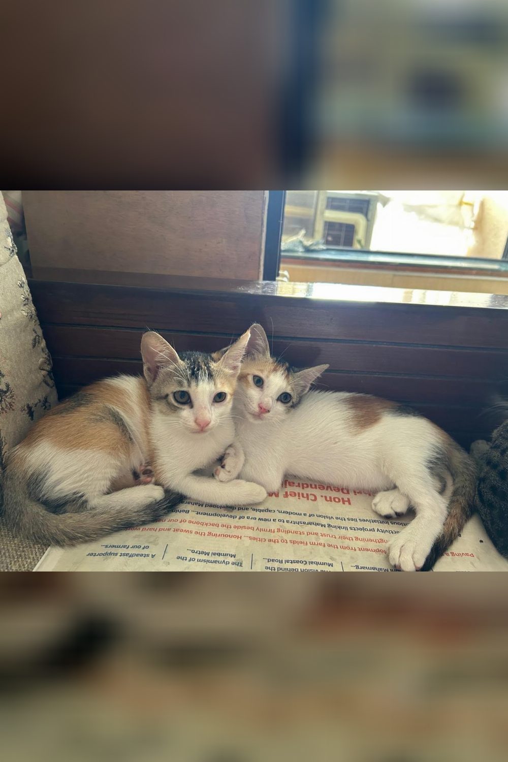 Calico Twins adoption appeal — Navi Mumbai
