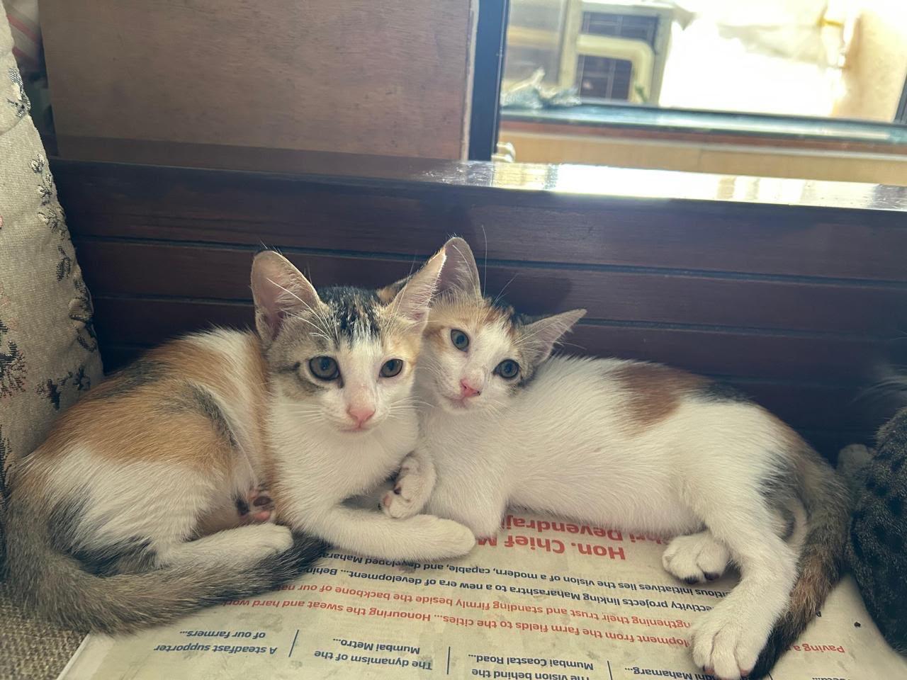 Calico Twins adoption appeal — Navi Mumbai