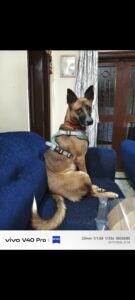 Lost Dog — Whiskey