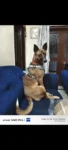 Lost Dog, Whiskey in Hyderabad