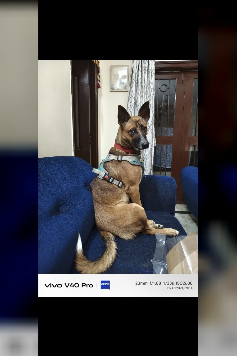 Lost Dog — Whiskey — Hyderabad