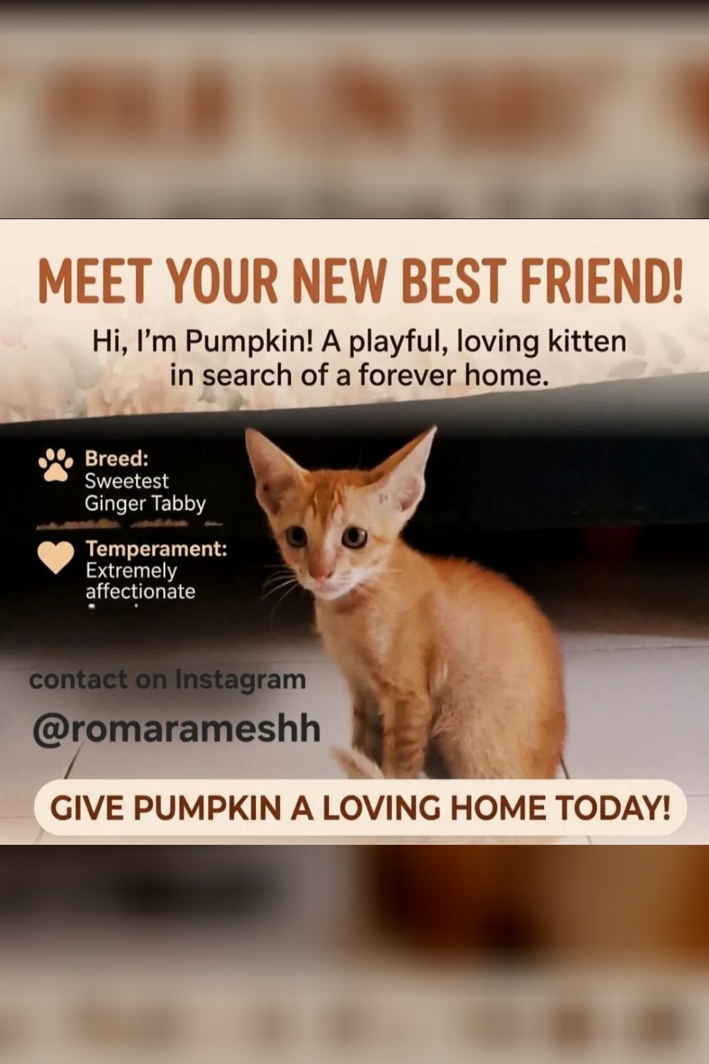 Pumpkin, a ginger tabby kitten in Mumbai, is looking for a home