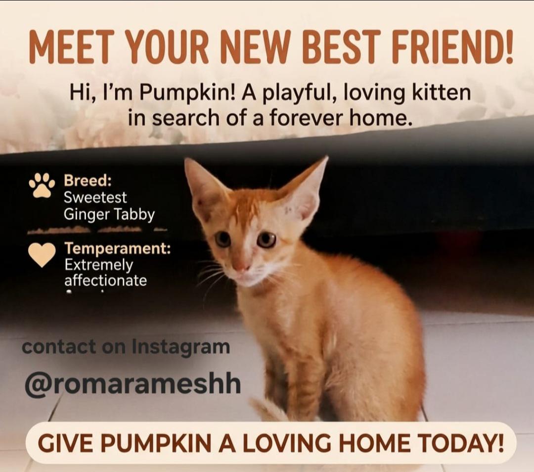Pumpkin, a ginger tabby kitten in Mumbai, is looking for a home