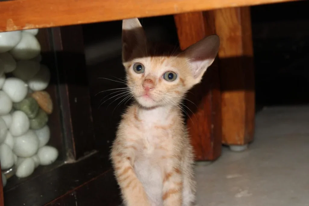 Urgent Adoption appeal- Mumbai - pet in Mumbai