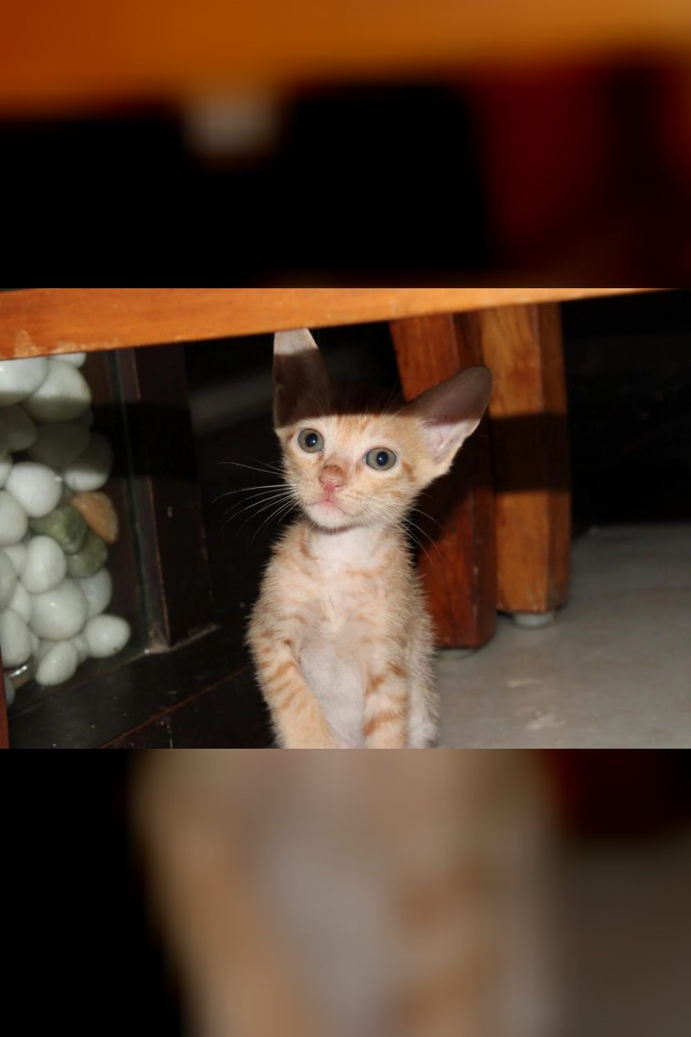 Kittens for adoption in Borivali West — Mumbai