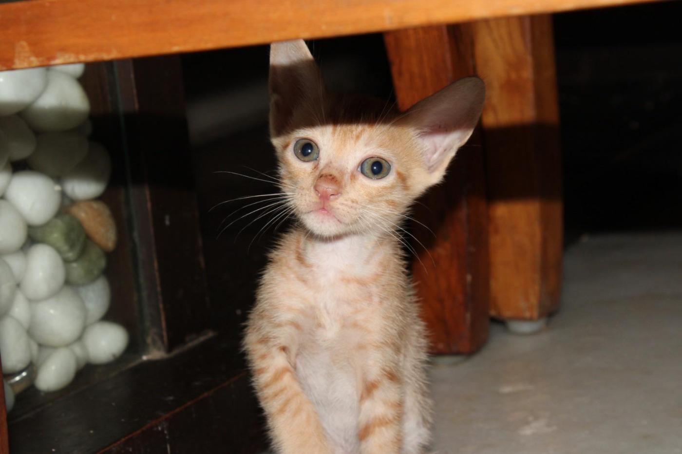 Kittens for adoption in Borivali West — Mumbai