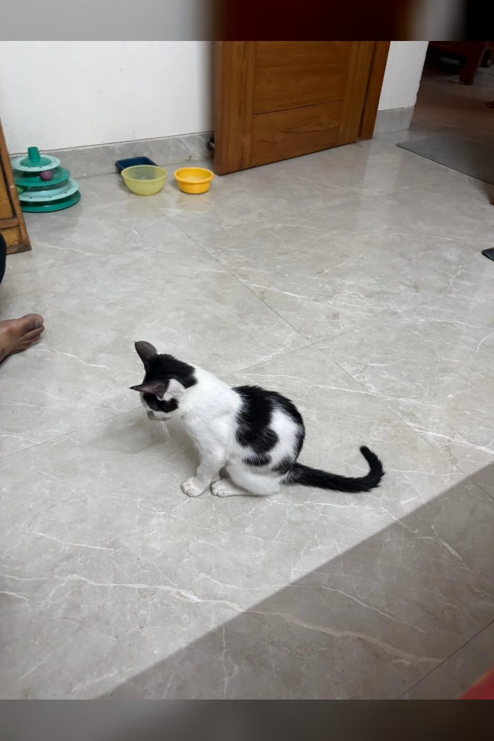 2-month-old male kitten for adoption — Delhi NCR