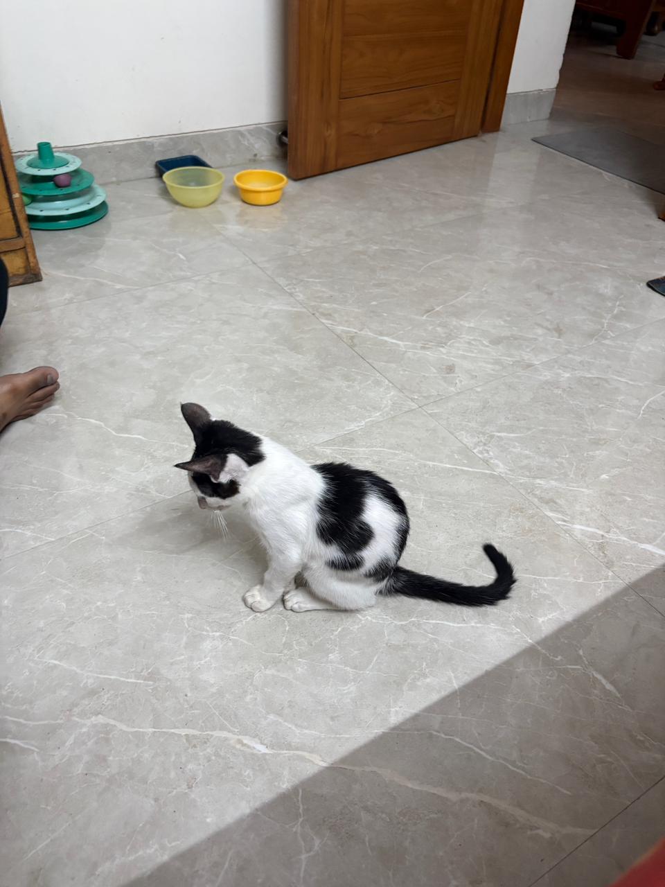 2-month-old male kitten for adoption — Delhi NCR