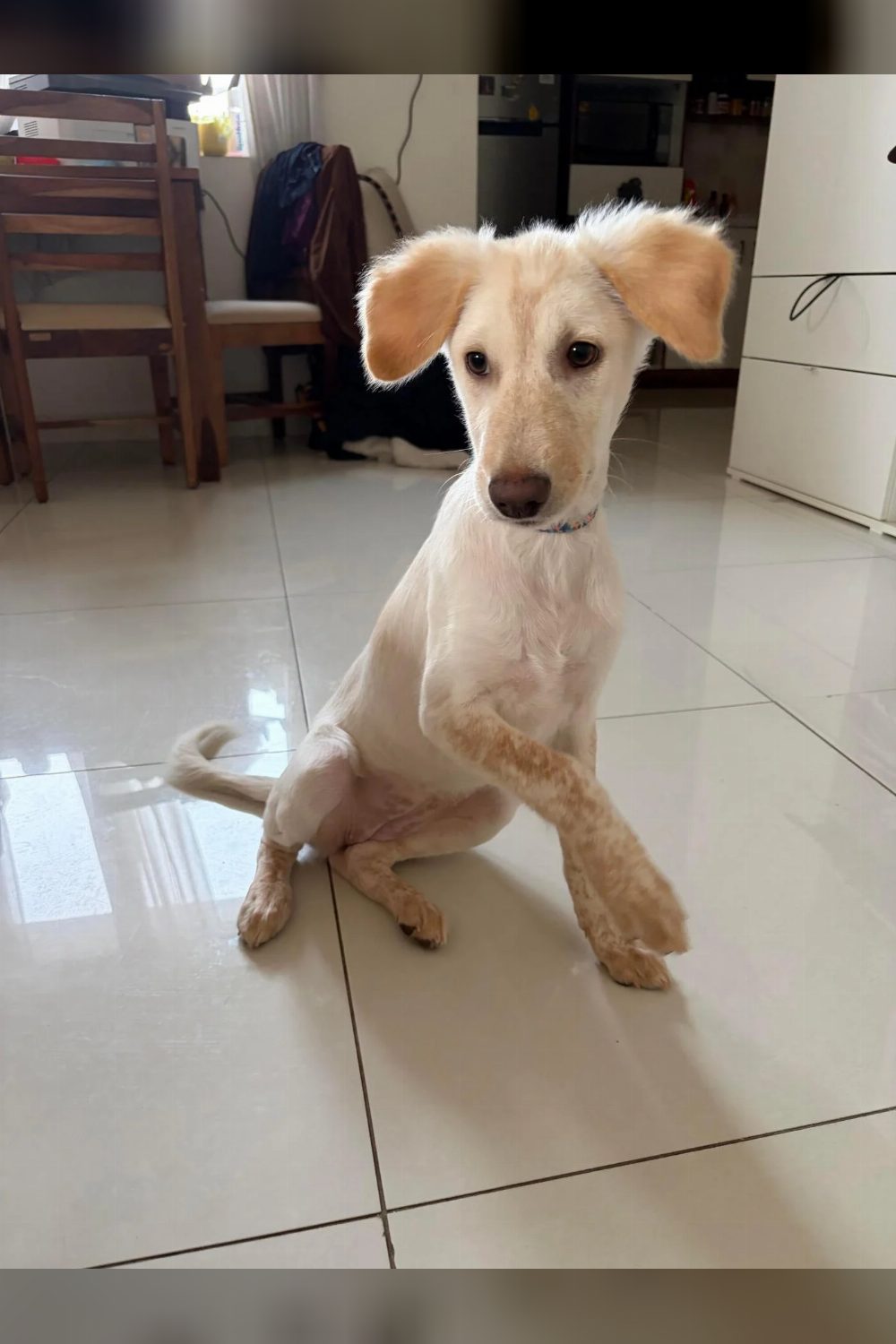 Latte, a 3-month-old indie-Labrador mix, is ready to go home — Bengaluru