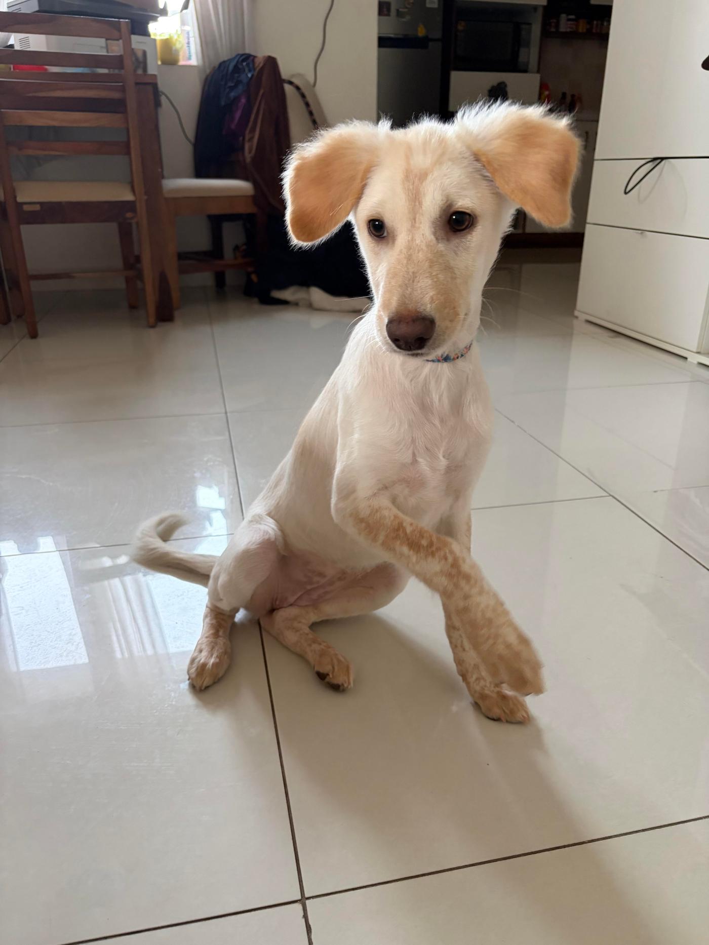 Latte, a 3-month-old indie-Labrador mix, is ready to go home — Bengaluru