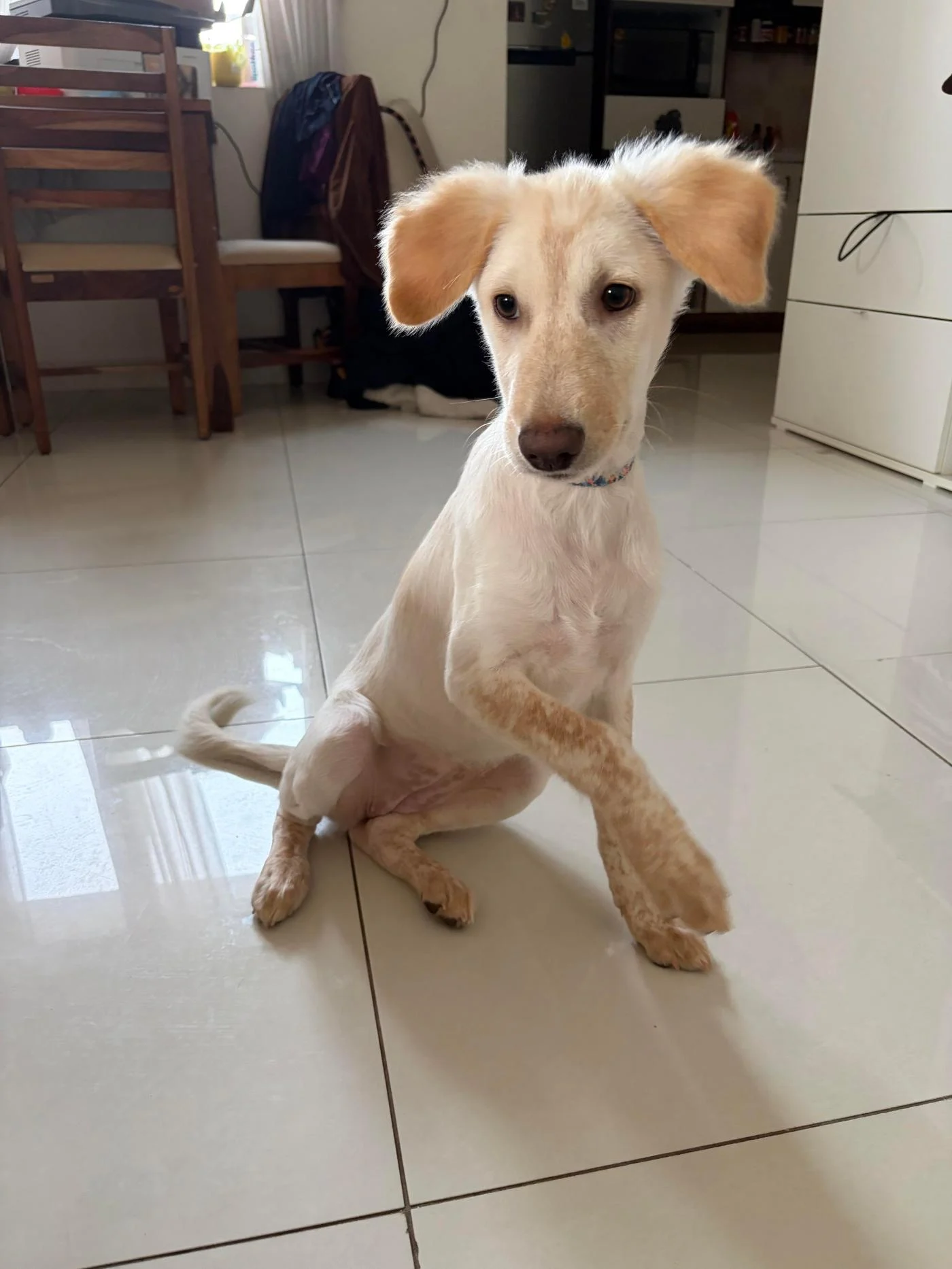 Latte, a 3-month-old indie-Labrador mix, is ready to go home in Bengaluru