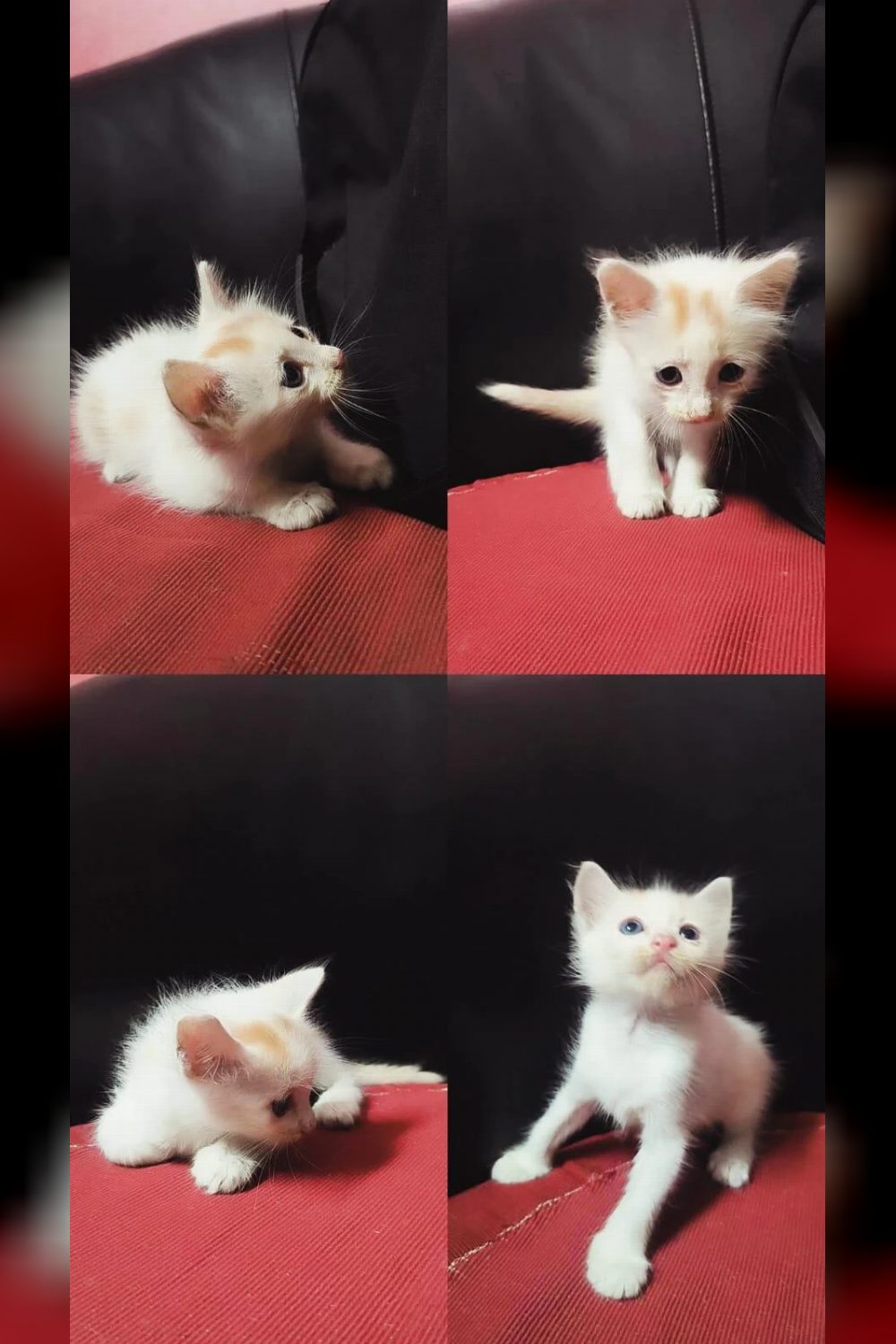 Two-week-old female kitten needs a home — Kolkata