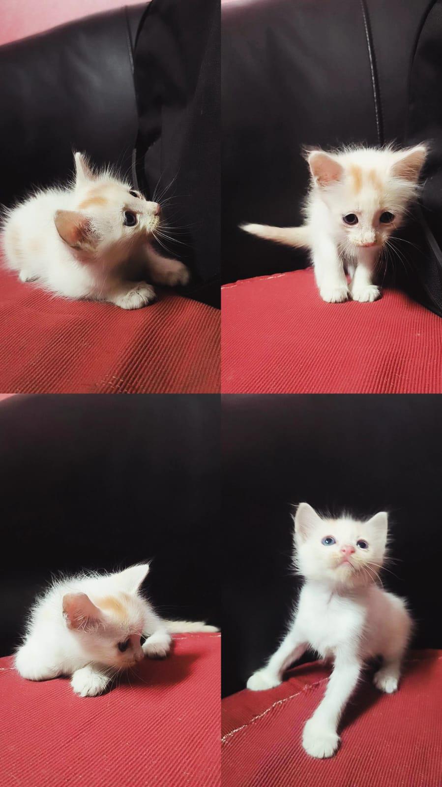 Two-week-old female kitten needs a home — Kolkata