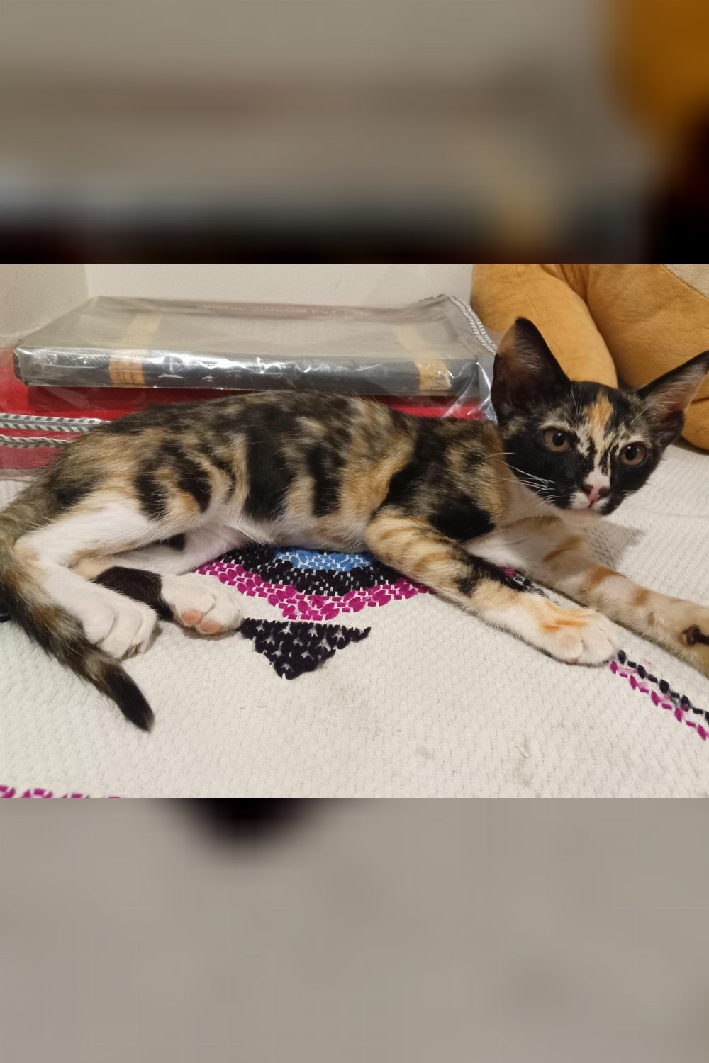 3 month old Vaccinated calico kitten for adoption — Dehradun
