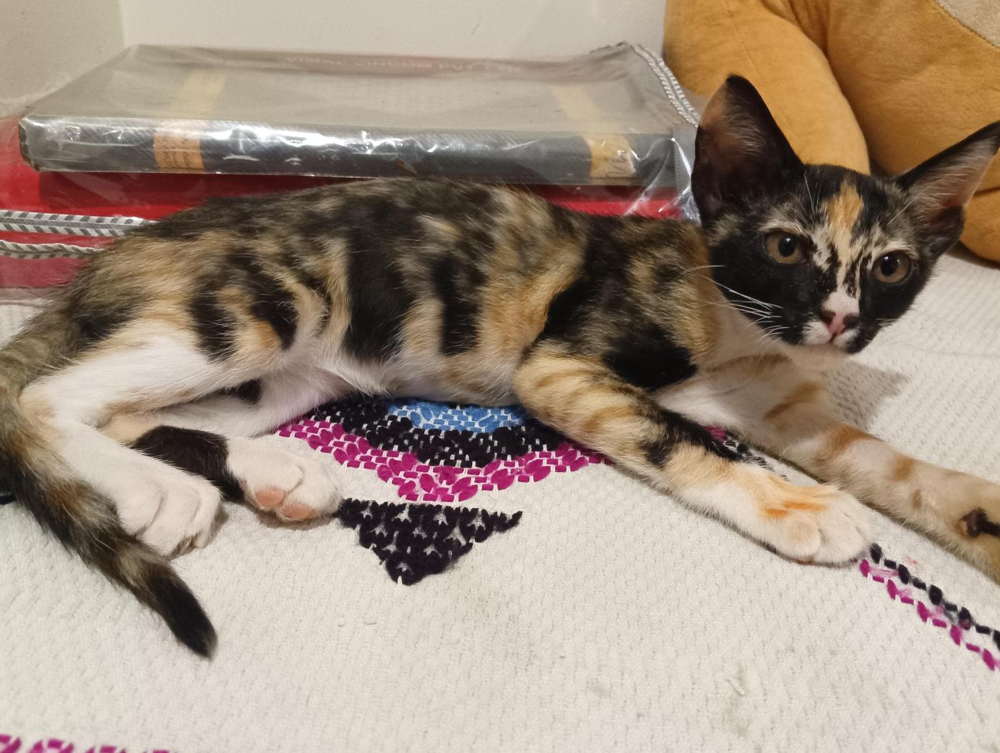 3 month old Vaccinated calico kitten for adoption — Dehradun
