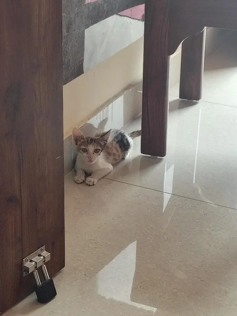 Urgent Adoption Request - pet in Delhi NCR