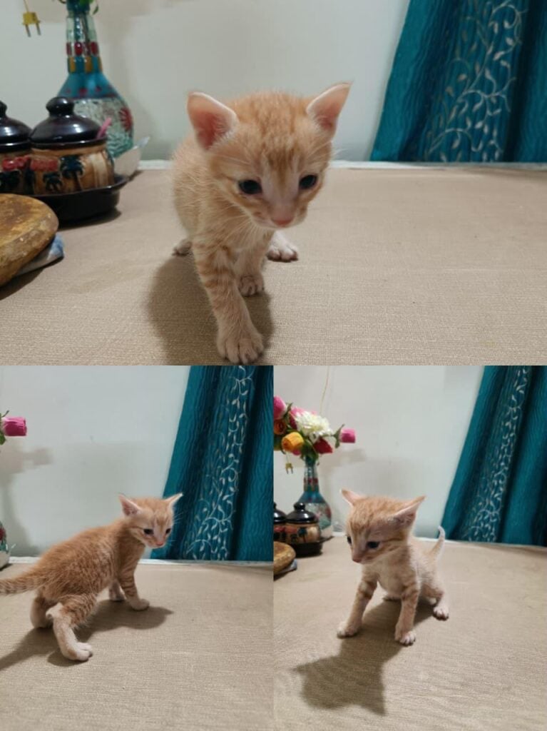 One of five kittens from a litter up for adoption in RR Nagar, Bengaluru