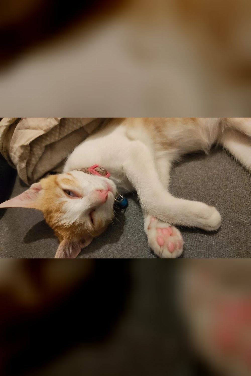 Kitten found on FC Road needs a home — Pune