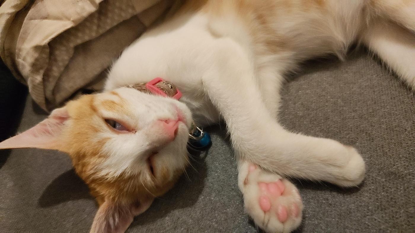 Kitten found on FC Road needs a home — Pune