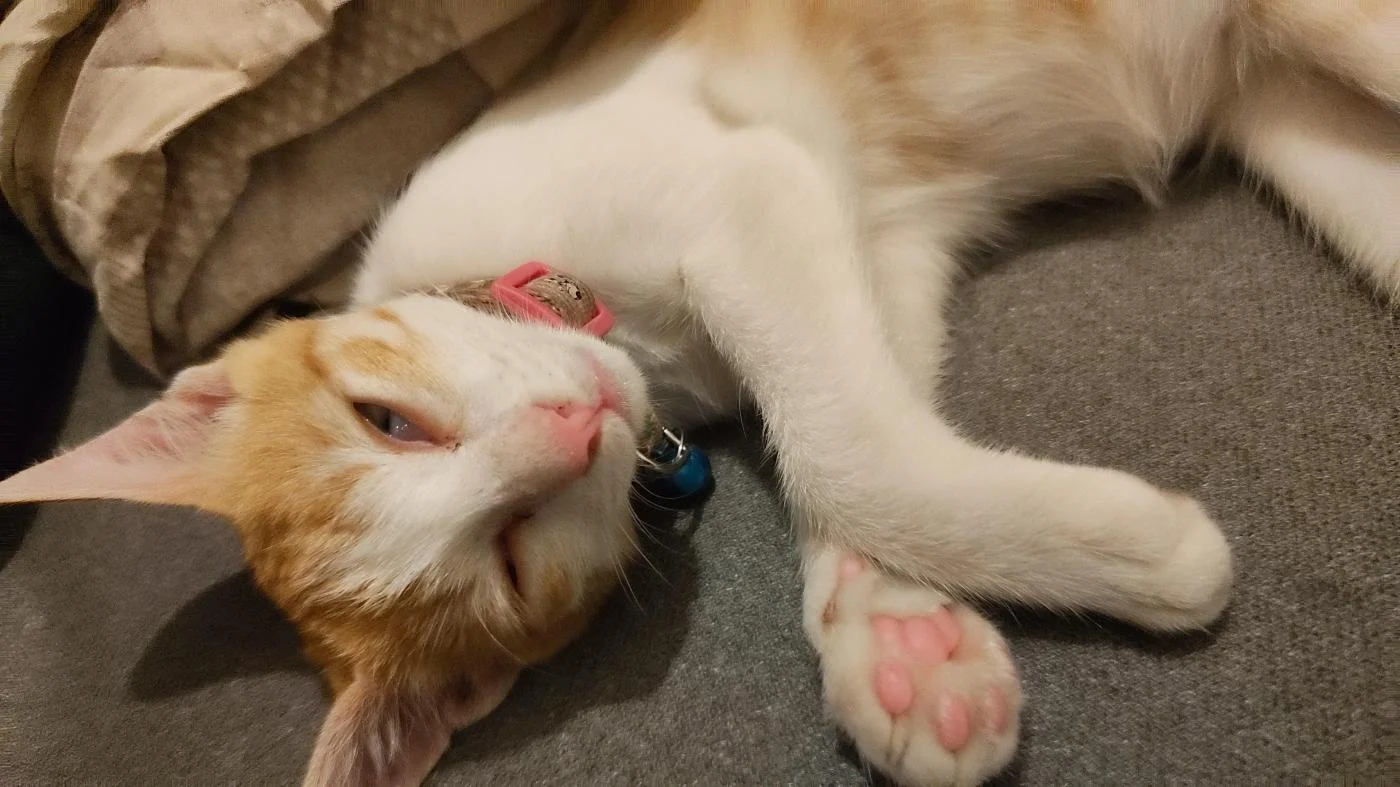 Kitten found on FC Road needs a home in Pune
