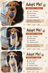 Three adorable Indie puppies need a home in Jakkur