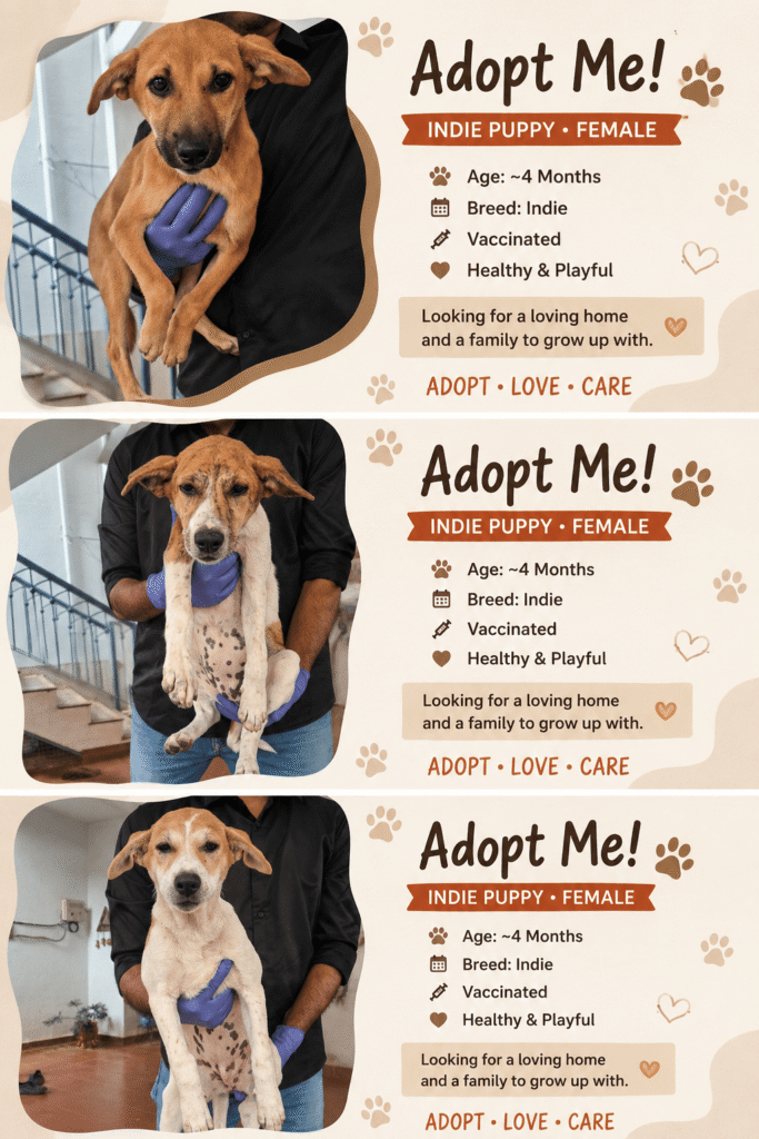 One of three Indie puppies up for adoption in Jakkur, Bengaluru