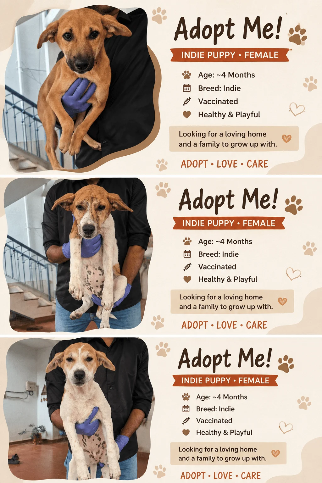 Three adorable Indie puppies need a home in Jakkur in Bengaluru
